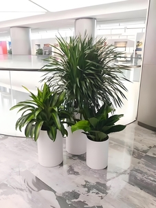 海曙绿化养护服务优，好品质值得拥有！